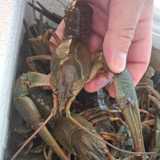 Neu. Gekochte Flusskrebse aus den Deutschland in Tom-Yam-Soße