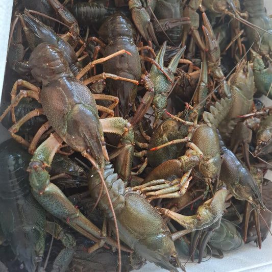 Neu. Gekochte Flusskrebse aus den Deutschland in Bier