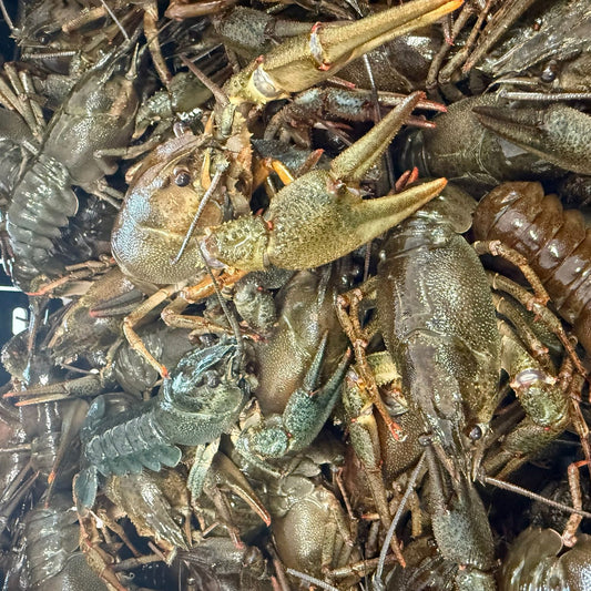 Neu. Gekochte Flusskrebse aus den Deutschland in klassischer Soße