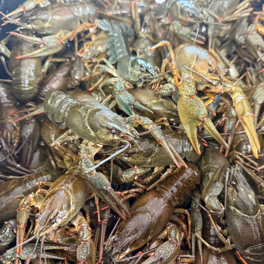 Neu. Gekochte Flusskrebse aus den Deutschland in Sahnesoße