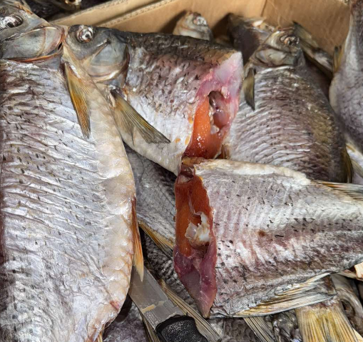 Getrocknete Schaben ohne Hülle. Groß 30-40cm. Mit Kaviar (400g)