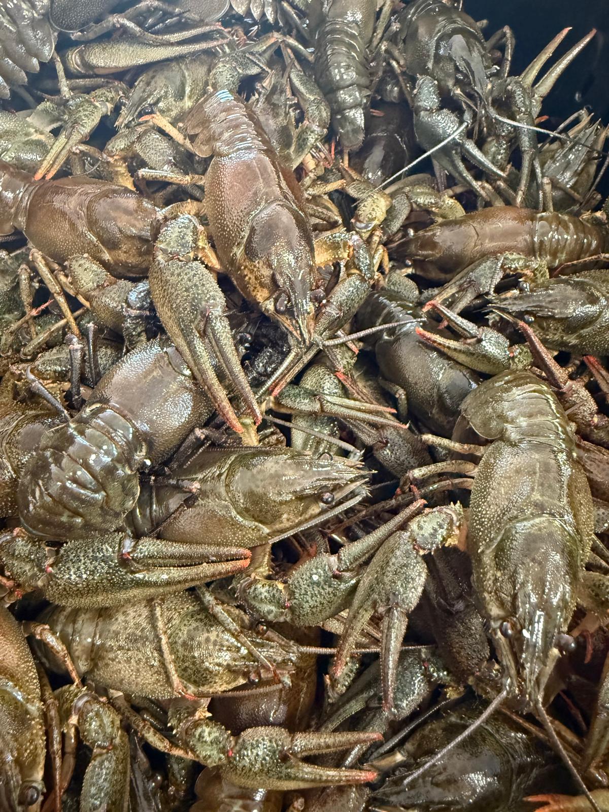 Flusskrebse aus den Deutchland